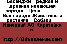 Басенджи - редкая и древняя нелающая порода › Цена ­ 50 000 - Все города Животные и растения » Собаки   . Ненецкий АО,Каратайка п.